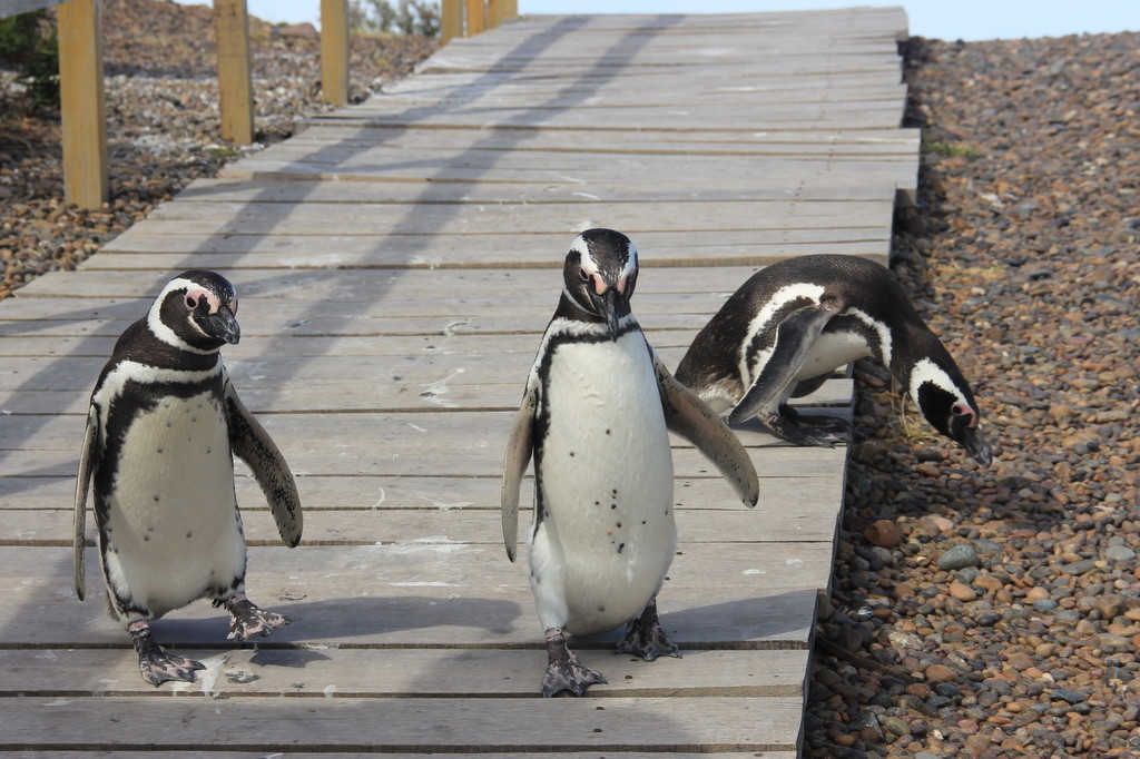 Punta Tombo - Pinguins de Magalhães (3)