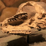 Mandíbula do fóssil do Museo Paleontológico Egidio Feruglio (8)