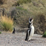 Punta Tombo – Pinguins de Magalhães (13)