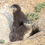 Punta Tombo – Pinguins de Magalhães (17)
