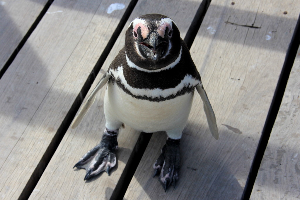 O primeiro contato, Pinguim de Magalhães, Punta Tombo