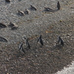 Punta Tombo – Pinguins de Magalhães (24)