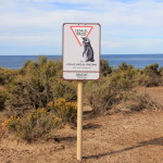 Punta Tombo – Pinguins de Magalhães (7)