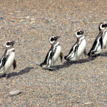 Punta Tombo – Pinguins de Magalhães CAPA