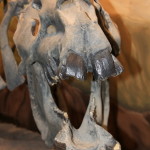 Taxodonte, hipopótamo sudamericano, da Era Cenozoica. A principal característica é o grande crânio