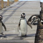 Punta Tombo – Pinguins de Magalhães (3)