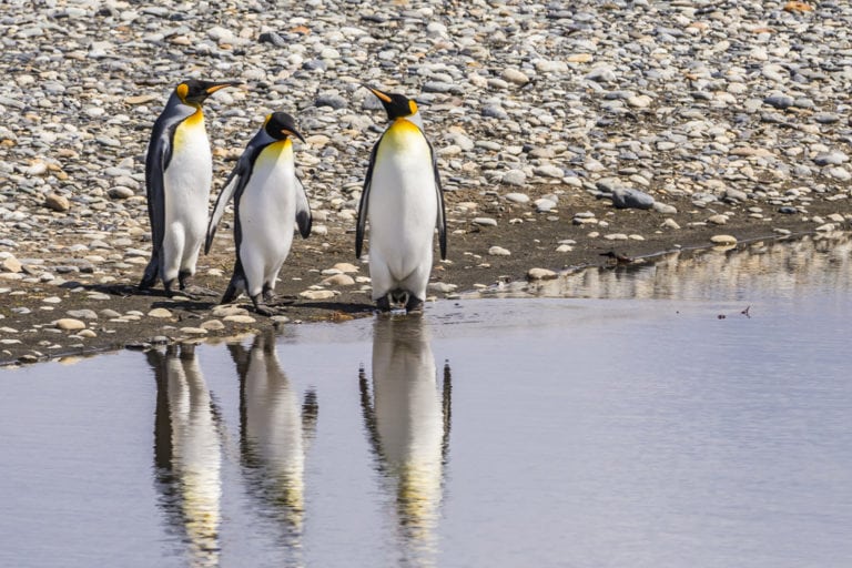 Parque Pinguino Rey, a única colônia continental de Pinguins-Rei fora da Antártida