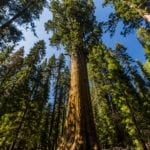 Sequoia National Park-1140
