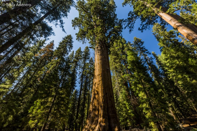 Conhecendo as maiores árvores do mundo no Parque das Sequóias na Califórnia