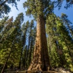 Sequoia National Park-1144