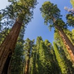 Sequoia National Park-1206
