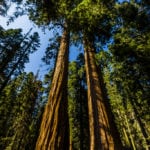Sequoia National Park-1226