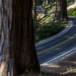 Sequoia National Park-2100