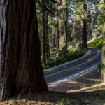 Sequoia National Park-2105