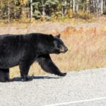 Urso Negro – Canada-2571