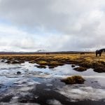 Cavalos Islandia-6001
