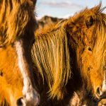FineArt Cavalos Islandeses