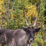 Alaska Highway -8