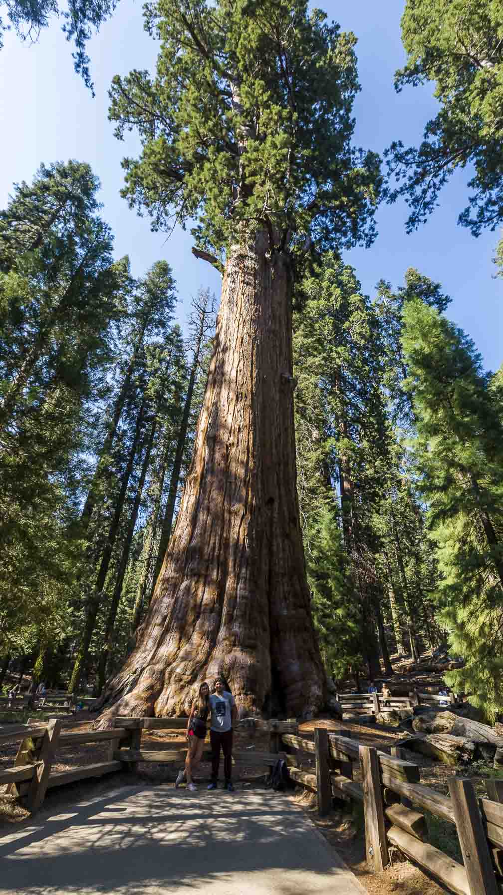 Parque Sequoias Estados Unidos-1-2