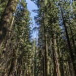Parque Sequoias Estados Unidos-1-3