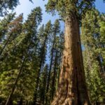 Parque Sequoias Estados Unidos-3-2
