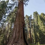 Parque Sequoias Estados Unidos-4