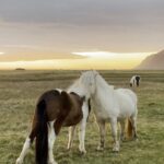 cavalos-islandeses-6-poster