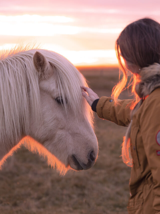 Conheça os cavalos islandeses